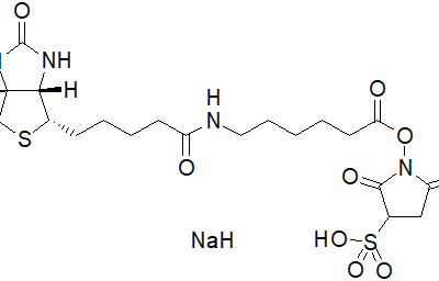 Biotinamidohexanoic acid 3-sulfo-N-hydroxysuccinimide ester sodium salt